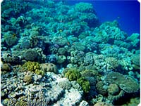 Hvem vil ikke gerne bevare sdanne koralhaver?
