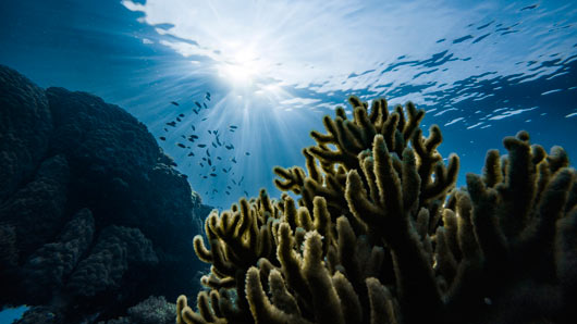 Koralrev er smukke og levende dyr, der ikke har det godt, når havtemperaturen stiger.